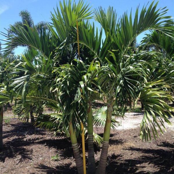 Adonidia merrillii - Manila Palm, Christmas palm - Image 2