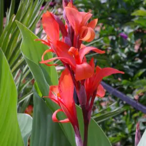 Canna indica - Canna Lily