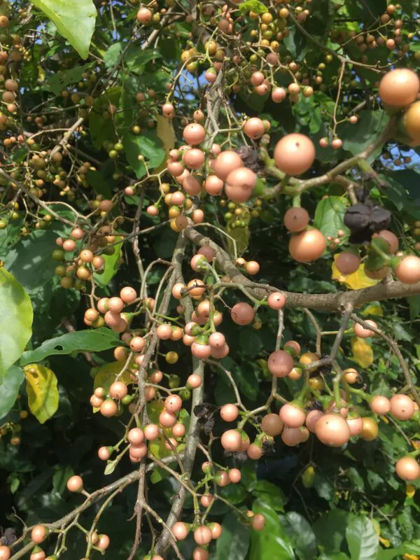 Cordia dichotoma - Indian cherry, Clammy cherry, Fragrant manjack