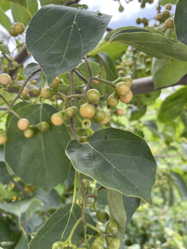 Cordia dichotoma - Indian cherry, Clammy cherry, Fragrant manjack - Image 3