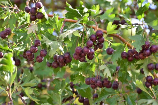 Crataegus songarica / Crataegus fischeri / Crataegus darvasica - Asian Hawthorn