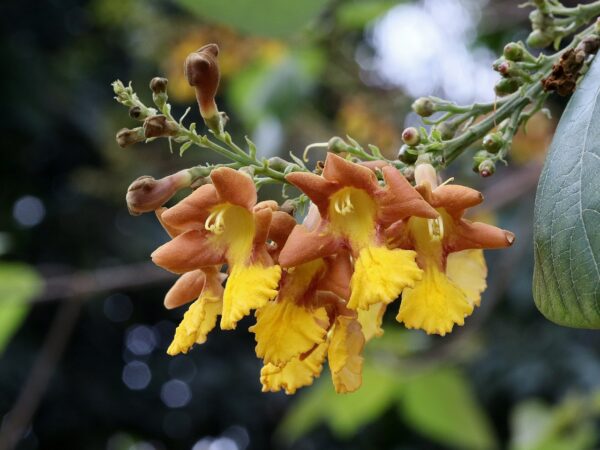 Gmelina arborea - Gamhar