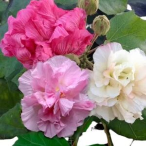 Hibiscus mutabilis - Changeable Rose, Chinese Rose, Confederate Rose, Cotton Rose