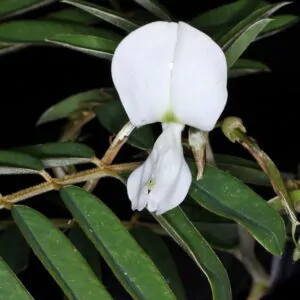 Tephrosia candida / Cracca candida - Indigo Sauvage, Indigo Sauvage, Jati, Jati, White Hoary-Pea, White Hoary-Pea, White Tephrosia