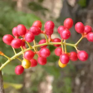 Tinospora cordifolia - gurjo, heart-leaved moonseed, guduchi, giloy