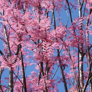 Toona sinensis 'Flamingo' - Chinese toon, Chinese mahogany