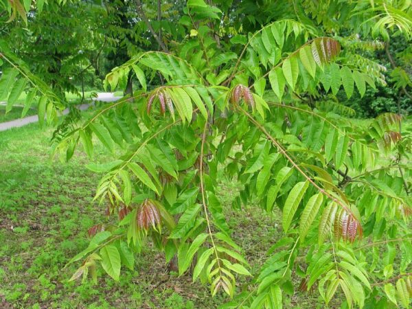 Toona sinensis 'Flamingo' - Chinese toon, Chinese mahogany - Image 2