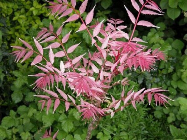 Toona sinensis 'Flamingo' - Chinese toon, Chinese mahogany - Image 6