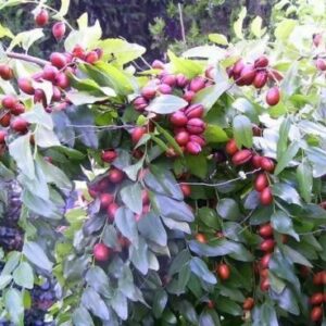 Ziziphus jujuba / Paliurus mairei / Rhamnus jujuba - Jujube, Red date, Chinese date