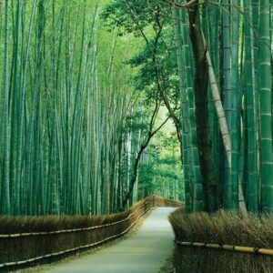 Bambusa bambos / Bambusa arundinacea - Giant Bamboo, Indian Bamboo, Giant Thorny Bamboo