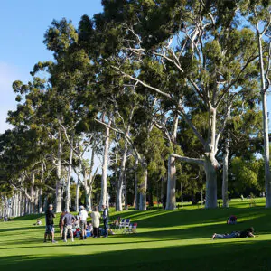 Eucalyptus citriodora / Corymbia citriodora - Lemon-scented Gum, Spotted Gum, Eucalipto Goma Dourada, Dwarf Golden Gum, Dwarf