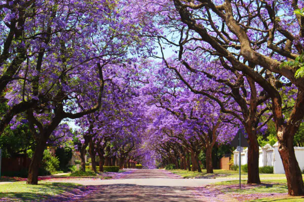 Jacaranda mimosifolia /Jacaranda acutifolia - Jacaranda, Blue Jacaranda, Black Poui, Nupur - Image 9