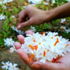 Nyctanthes arbor-tristis - Night-Flowering Jasmine, Jasmim Of The Night, Tree Of Sadness, Parijat, Tree of