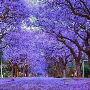Paulownia tomentosa - Princess tree, Empress Tree