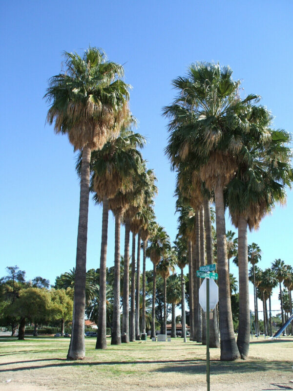 Washingtonia robusta - Sonora, Mexican Fan palm, Mexican Washingtonia, Skyduster