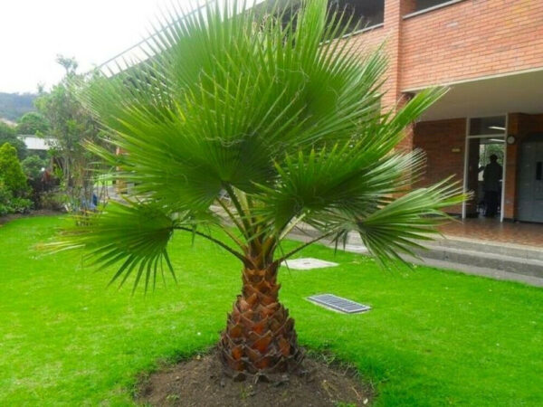 Washingtonia robusta - Sonora, Mexican Fan palm, Mexican Washingtonia, Skyduster - Image 4