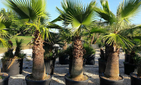 Washingtonia robusta - Sonora, Mexican Fan palm, Mexican Washingtonia, Skyduster - Image 5
