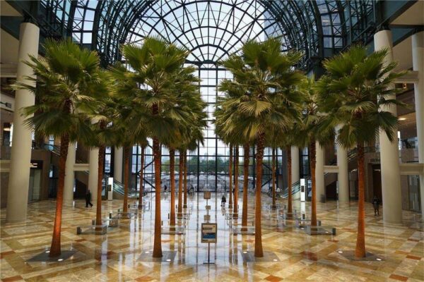 Washingtonia robusta - Sonora, Mexican Fan palm, Mexican Washingtonia, Skyduster - Image 6