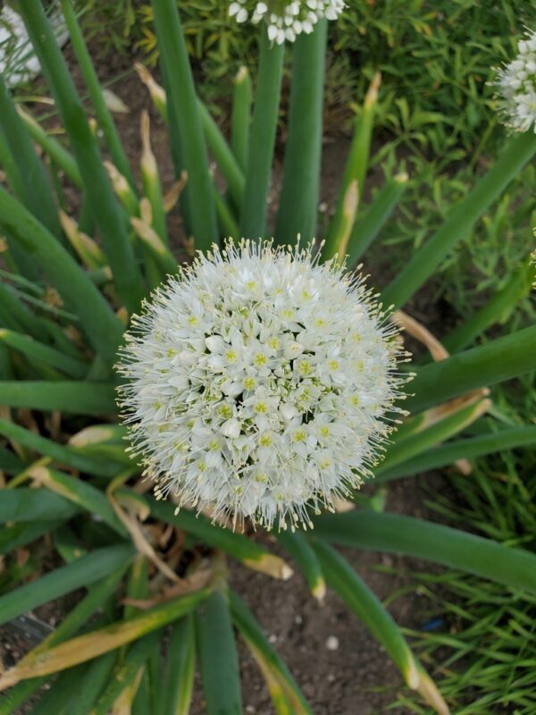 Allium cepa - Allium cepa 'Nashik', Bulb Onion, Common Onion