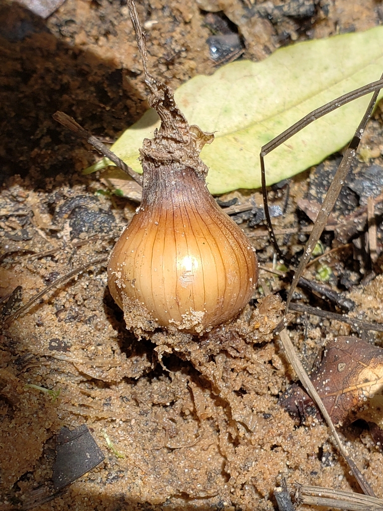 Allium cepa Foto 2B - Ensino Prático de Botânica na Graduação