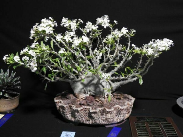 Pachypodium saundersii - Kudu Lily, Lundi Star