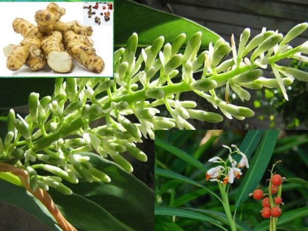 Alpinia galanga - Thai Galangal