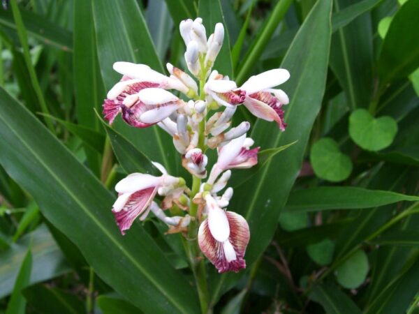 Alpinia galanga - Thai Galangal - Image 2