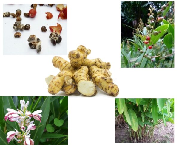 Alpinia galanga - Thai Galangal - Image 4