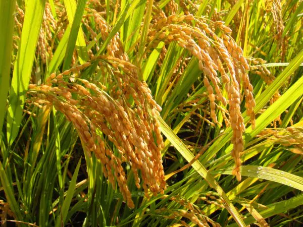Oryza sativa - Black Madras Ornamental Rice - Image 2