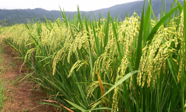 Oryza sativa - Black Madras Ornamental Rice - Image 4