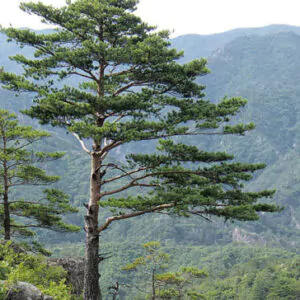 Pinus densiflora - Red japanese pine tree, japanese red pine, akamatsu