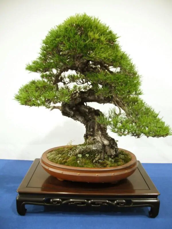 Pinus densiflora - Red japanese pine tree, japanese red pine, akamatsu - Image 3