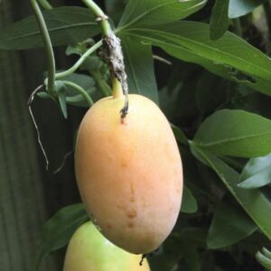 Passiflora incarnata - Passion Fruit Incarnata, Passionflower Maracuja, Apricot Vine, Passion Flower Apricot Vine, Passion Frui