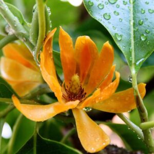 Magnolia champaca - Joy Perfume Tree