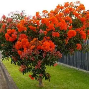 Eucalyptus ficifolia / Corymbia ficifolia - Red Flowering Gum, Albany Red Flowering Gum
