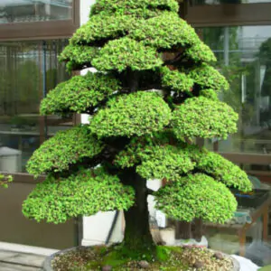 Cryptomeria japonica - Japanese Cedar, Sugi