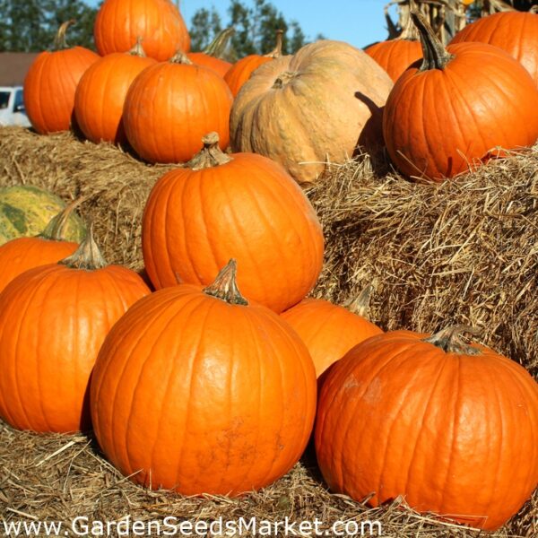 Cucurbita maxima 'Big Max' - Big Max Pumpkin - Image 2