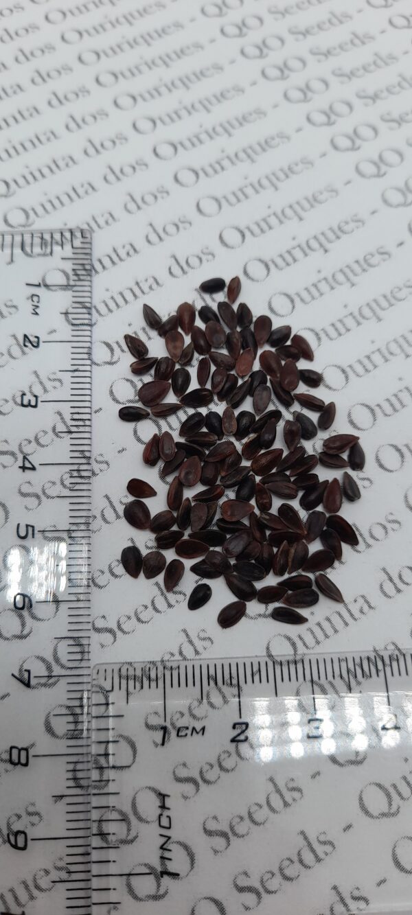 Ephedra Sinica - Chinese Ephedra, Mormon Tea, Brigham Tea, Chinese Jointfir, Cao Ma Huang - Image 7