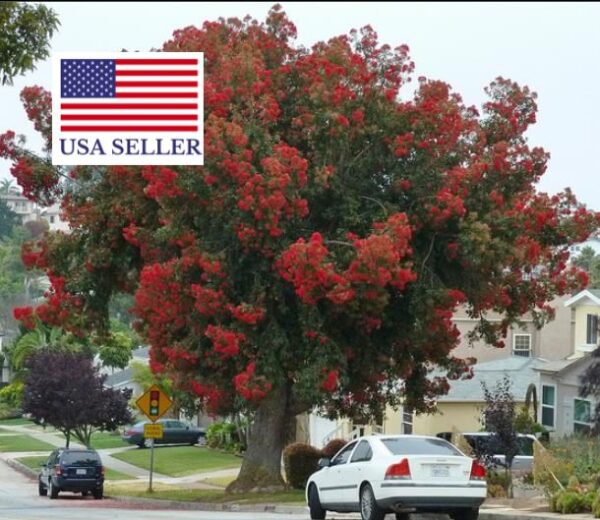 Eucalyptus ficifolia / Corymbia ficifolia - Red Flowering Gum, Albany Red Flowering Gum - Image 12