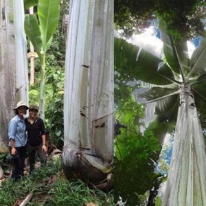Musa ingens - Giant upland banana