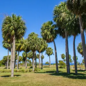 Sabal causiarum - Puerto Rican Hat Palm