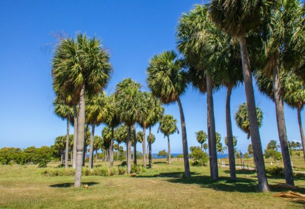 Sabal causiarum - Puerto Rican Hat Palm