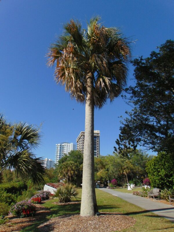 Sabal causiarum - Puerto Rican Hat Palm - Image 2