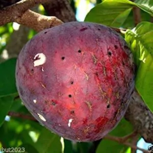 Annona reticulata - Wild Sweetsop, Custard Apple, Soursop, Bullocks Heart