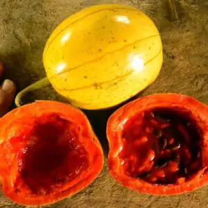 Cionosicyos macranthus / Cayaponia macrantha - Chinese Passionfruit Melon, Maracuja Chino, Porcelain Melon
