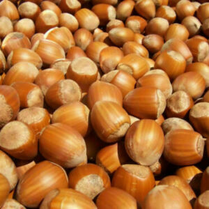 Corylus avellana - Hazelnut
