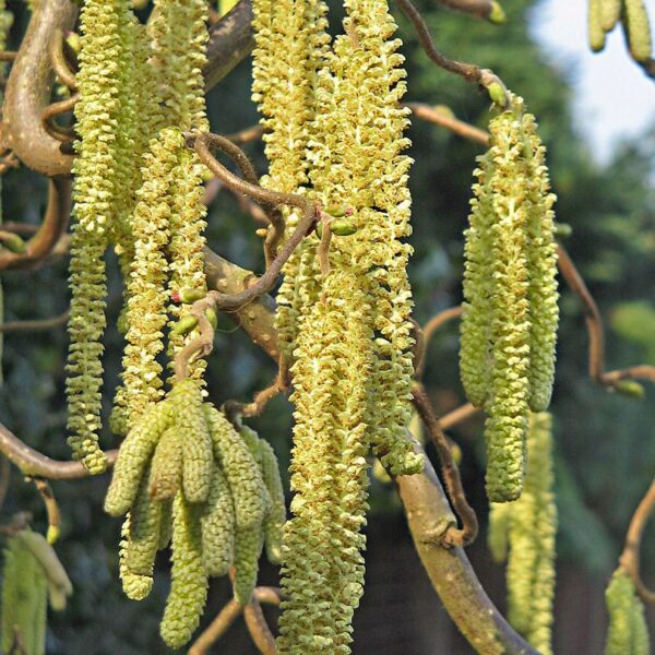 Corylus avellana - Hazelnut - Image 3