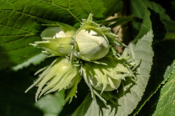 Corylus avellana - Hazelnut - Image 4