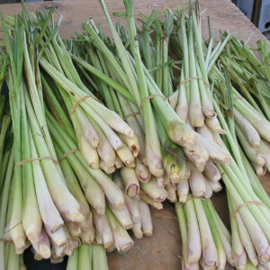 Cymbopogon citratus - Lemon Grass