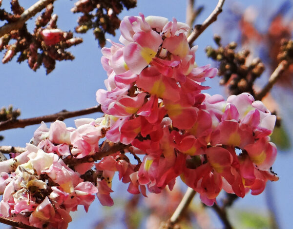 Cassia renigera / Cassia javanica subsp. renigera - Burmese Pink Cassia, Deciduous Cassia, Velvet Cassia - Image 5